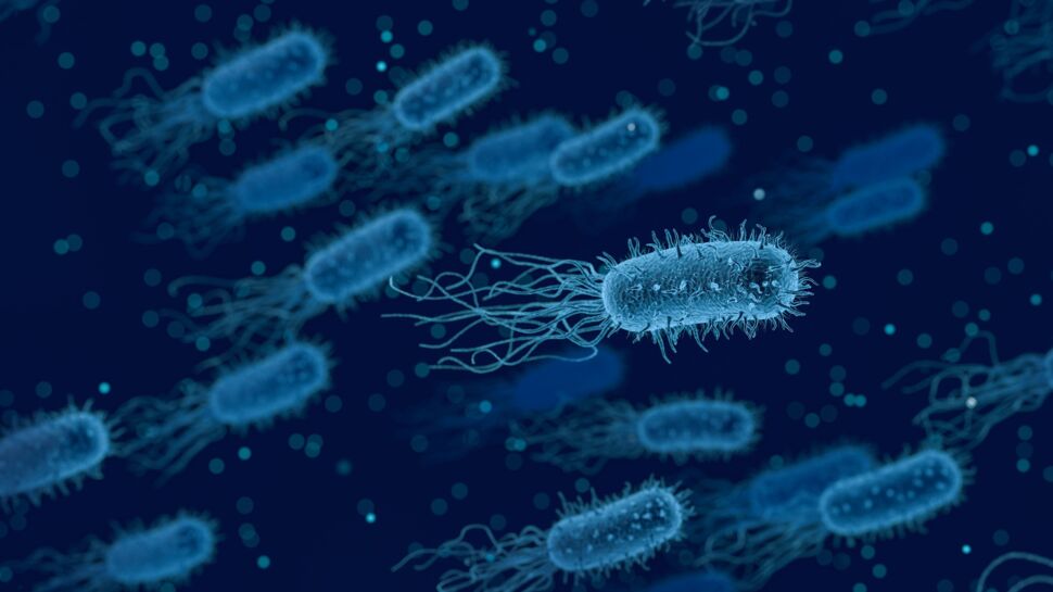 Bactérie E.coli : enquête ouverte après des cas graves et un décès, comment reconnaître l’infection ?