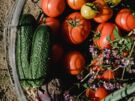 Les légumes, les fruits et les légumineuses