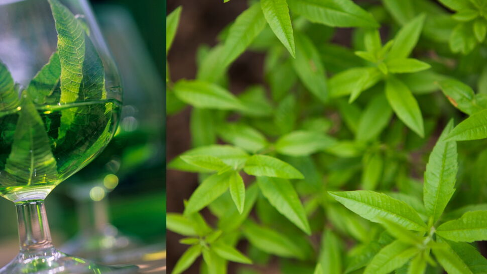 Liqueur de verveine facile et rapide : découvrez les recettes de