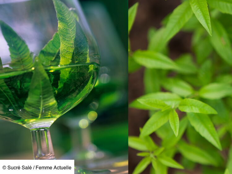 Liqueur de verveine facile et rapide : découvrez les recettes de