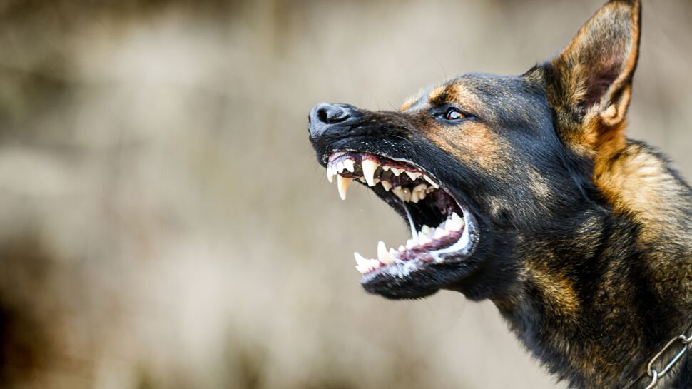 Bergers allemands, pitbulls, labradors : quels sont les chiens les plus dangereux ?
