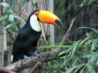 Toucan, perroquet, perruche...zoom sur les oiseaux de compagnie