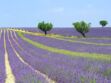 Voyage en Provence : nos conseils pour bien visiter les champs de lavande