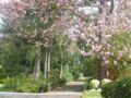 Les splendides magnolias du jardin botanique