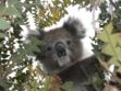 Tout savoir sur le koala