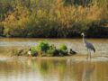 Le parc ornithologique du Marquenterre : réputé pour accueillir des milliers d’oiseaux