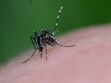 Alerte au moustique tigre : la liste des départements les plus infestés