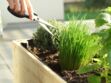 Les meilleurs conseils d'experts pour bien planter, arroser et tailler ses plantes aromatiques