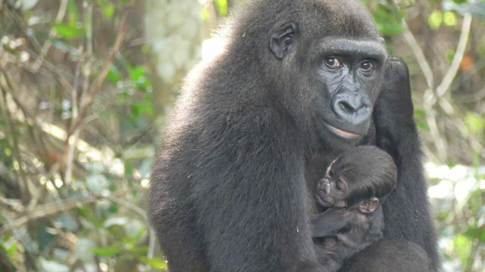 Le zoo de Beauval annonce la naissance d'un bébé gorille, né de 2 gorilles réintroduits dans la nature !