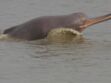 Tout savoir sur le dauphin du Gange