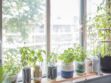 Jardin médicinal : 6 plantes à toujours avoir chez soi 