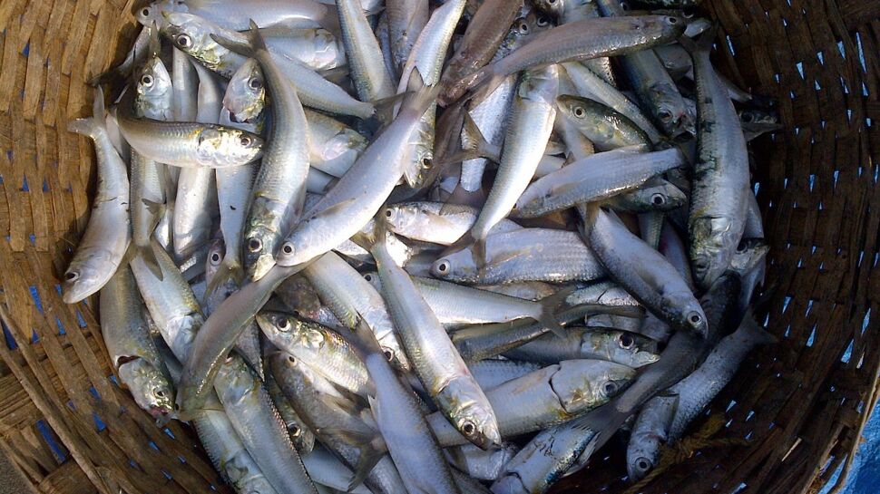4 bonnes raisons de manger des sardines 