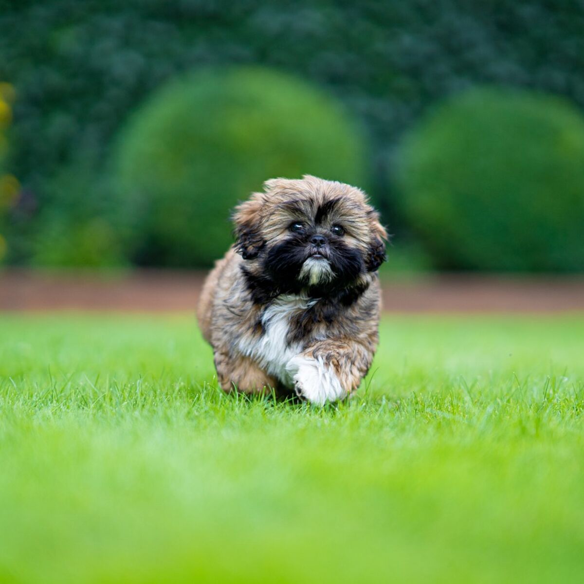 Shih tzu hot sale shar pei