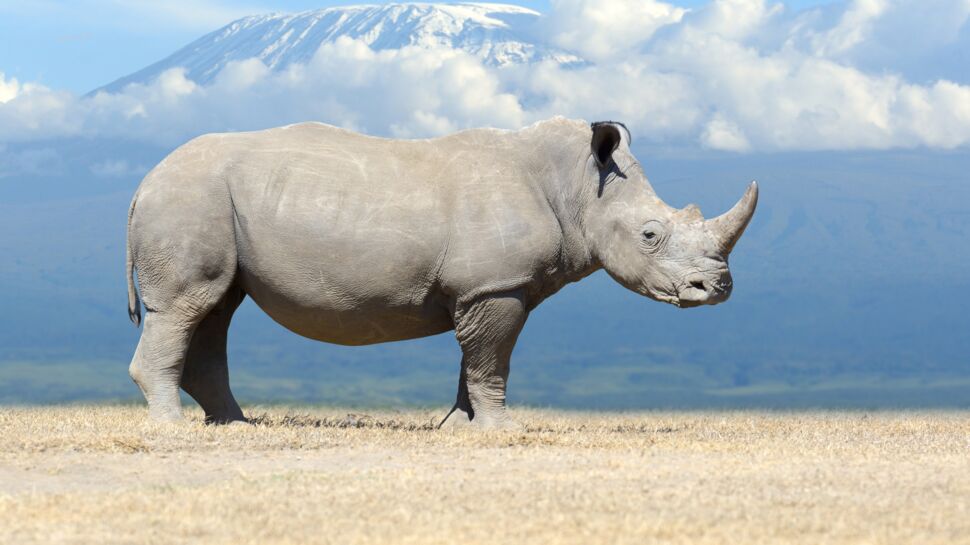Tout savoir sur le rhinocéros blanc