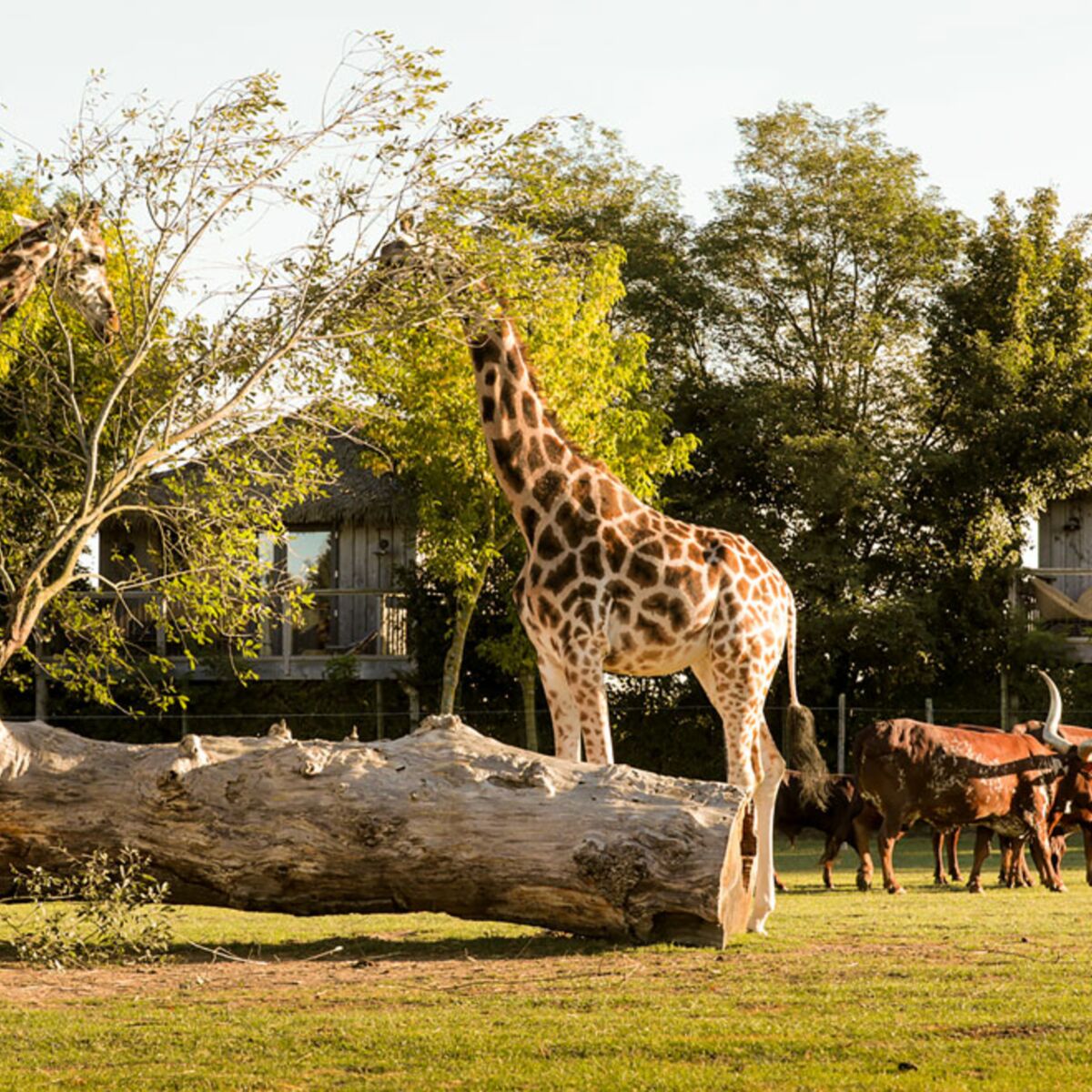 5 parcs animaliers pour passer la nuit avec des animaux sauvages : Femme  Actuelle Le MAG