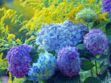 Hortensia : comment obtenir des fleurs bleues ?