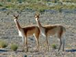 Voyage au Pérou : zoom sur la vigogne, emblème du pays