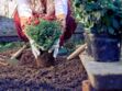 Comment replanter un chrysanthème en pot dans son jardin ?