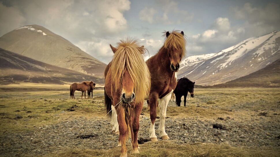Tout savoir sur le cheval islandais