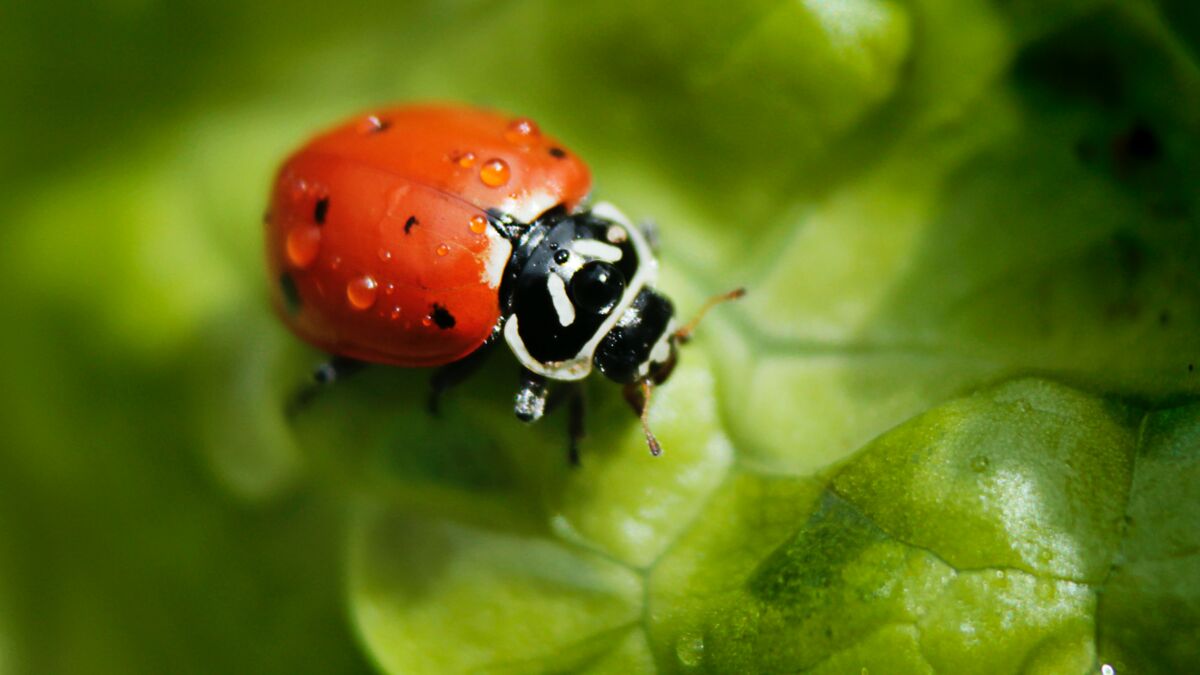 Tout savoir sur la coccinelle Femme Actuelle Le MAG