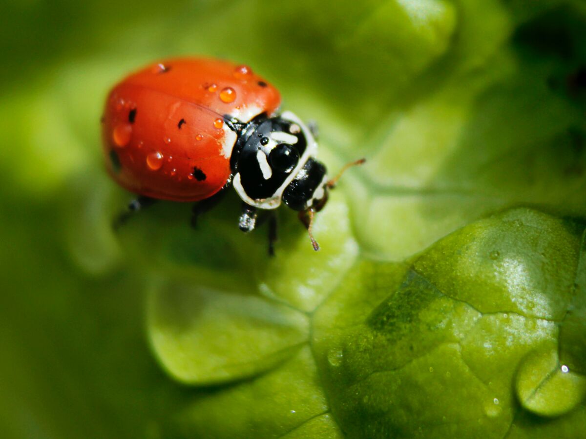 Tout savoir sur la coccinelle Femme Actuelle Le MAG