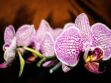 Nos conseils pour prendre soin de son orchidée