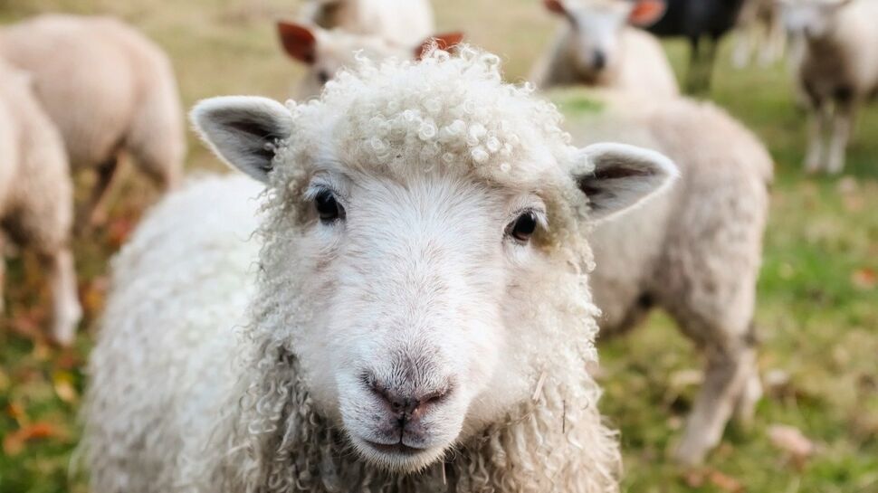 France : découvrez ces lieux qui portent un nom de la famille du mouton