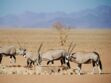Tout savoir sur l'oryx gazelle