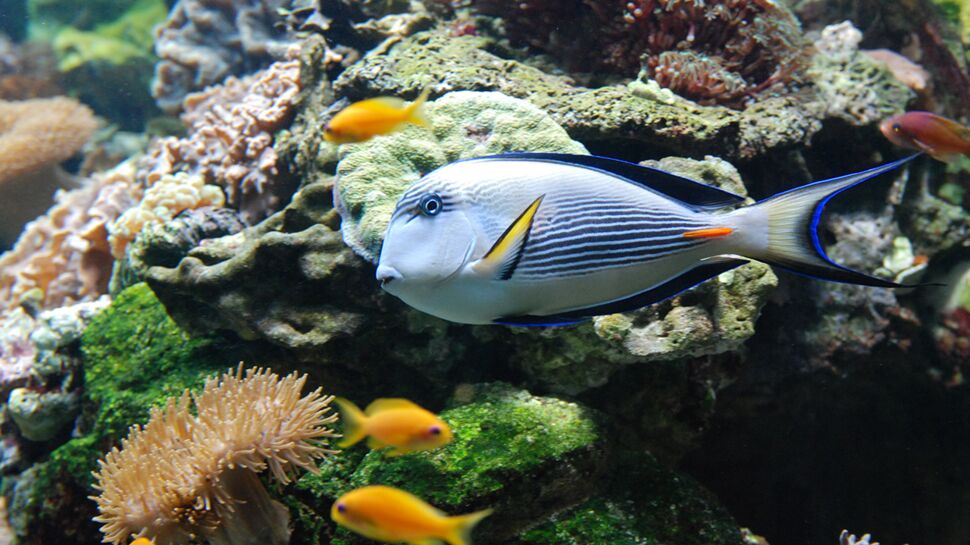 Tout ce qu'il faut savoir pour visiter l'aquarium tropical du Palais de la Porte Dorée