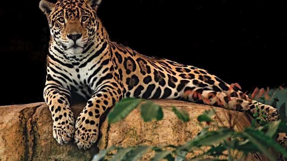 Tout savoir sur le jaguar