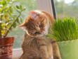 4 choses à savoir sur l'herbe à chat