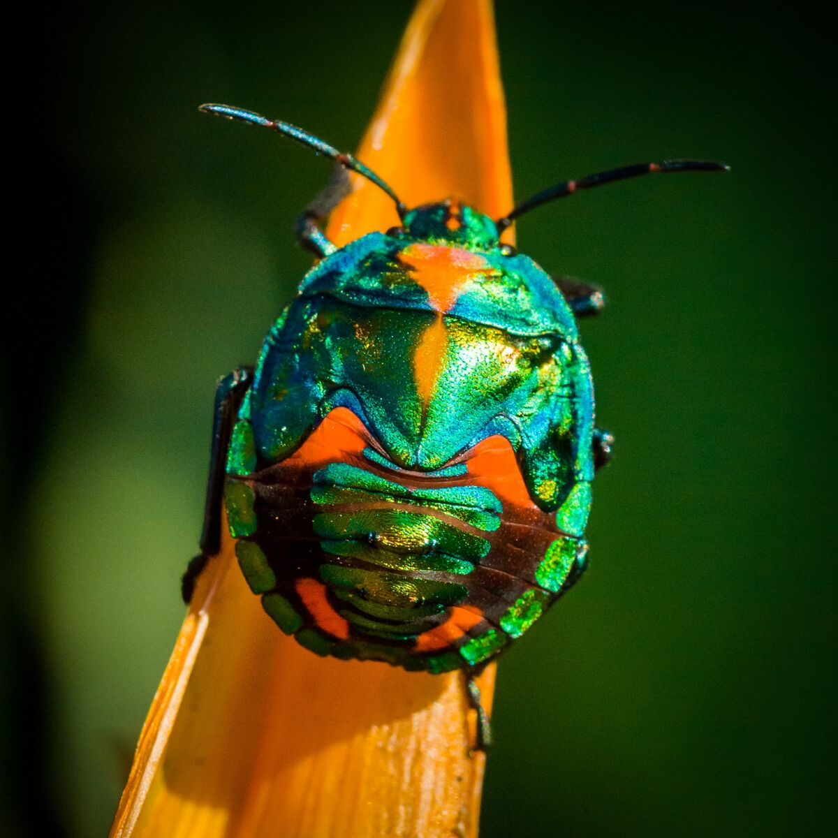 Tout savoir sur le scarab e l animal porte bonheur Femme