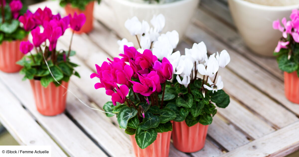 6 astuces pour entretenir son cyclamen d’intérieur : Femme Actuelle Le MAG
