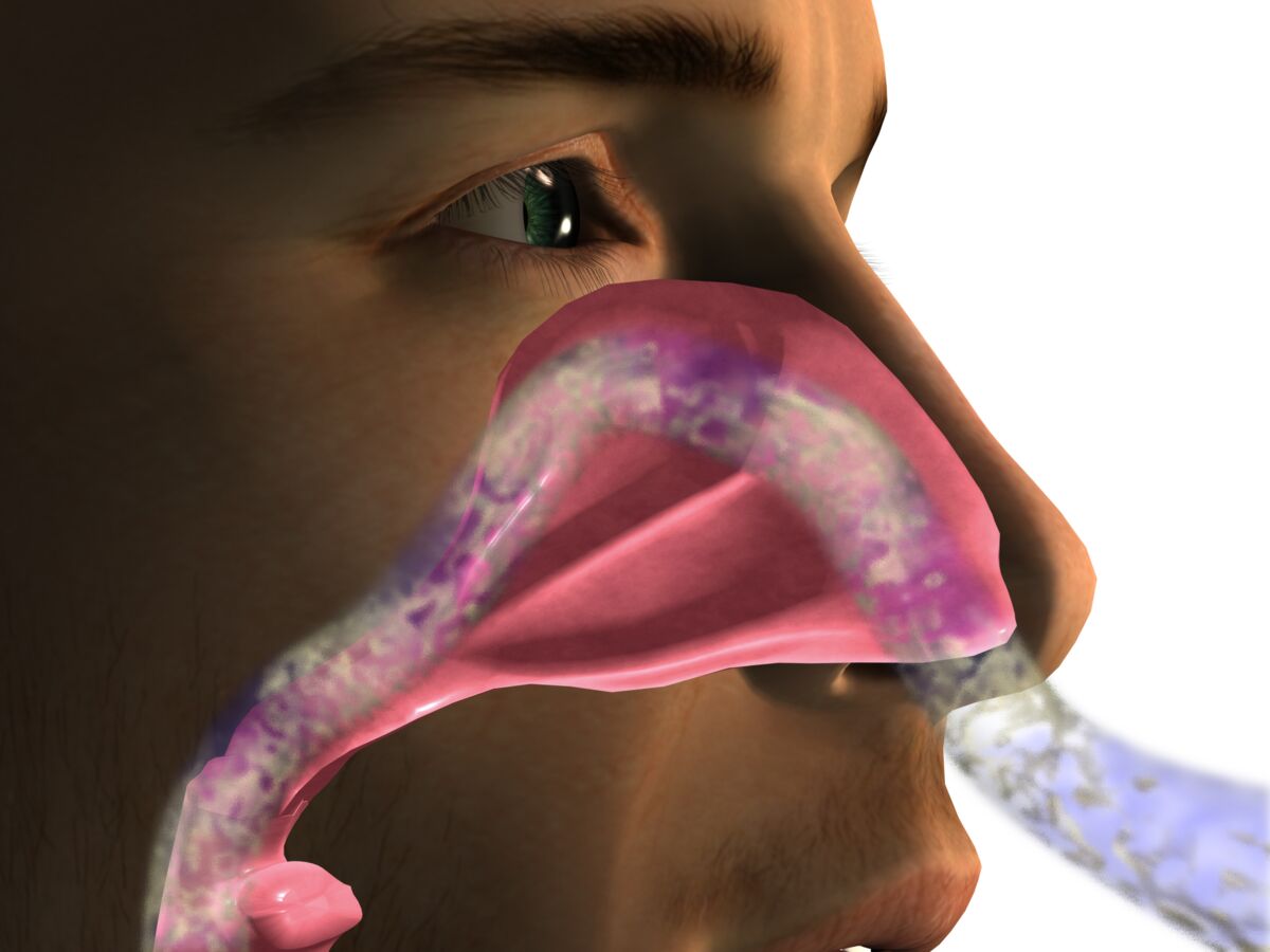 Cavité nasale : définition, fonctions : Femme Actuelle Le MAG