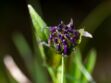 L’harpagophytum (griffe du diable), plante miracle contre l’arthrose ?