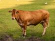 Salers, charolaise, aubrac...tout savoir sur les races de vaches françaises