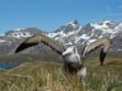 Tout savoir sur l'albatros hurleur