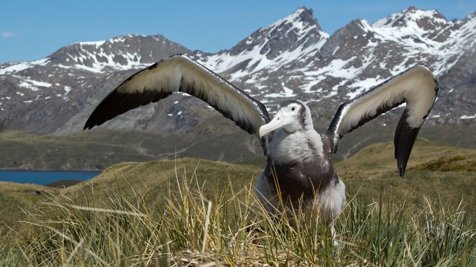 Tout savoir sur l'albatros hurleur