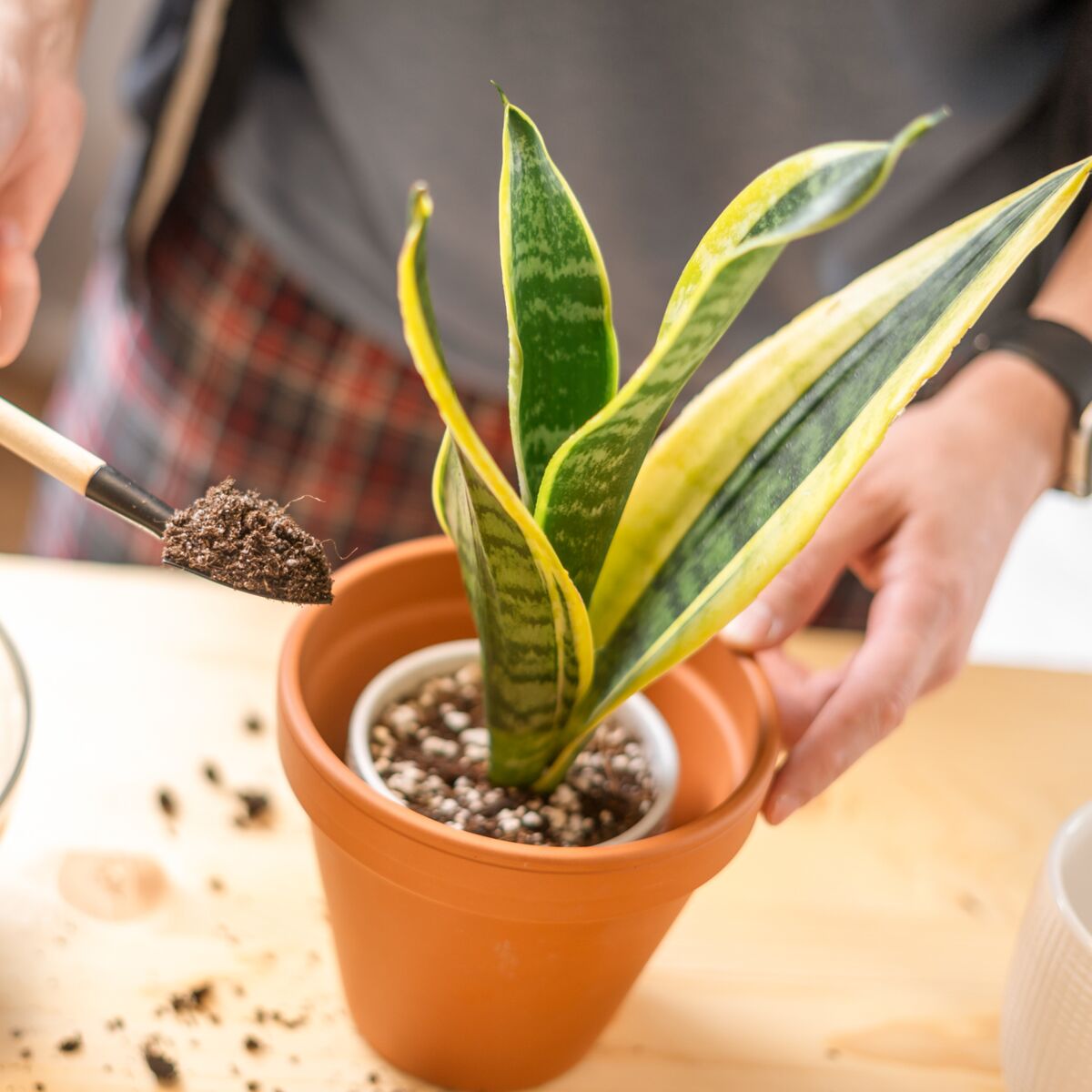 Langue de belle-mère : 5 choses à savoir sur cette succulente : Femme  Actuelle Le MAG