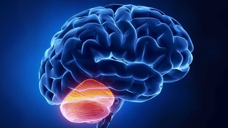 Cervelet : rôle, anatomie et troubles associés 