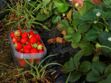 Tout savoir sur les fraises de Dordogne