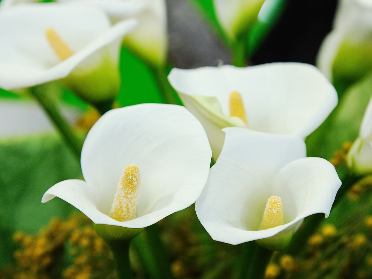 Planter et entretenir un zantedeschia : Femme Actuelle Le MAG