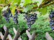 Planter une vigne dans son jardin : 5 choses à savoir