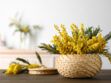Genêt, mimosa… 5 plantes pour faire entrer le soleil dans la maison !