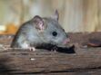 Leptospirose : quelle est cette maladie transmise par les rats en hausse à La Réunion ?
