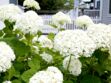 Comment faire pour conserver un hortensia blanc ?