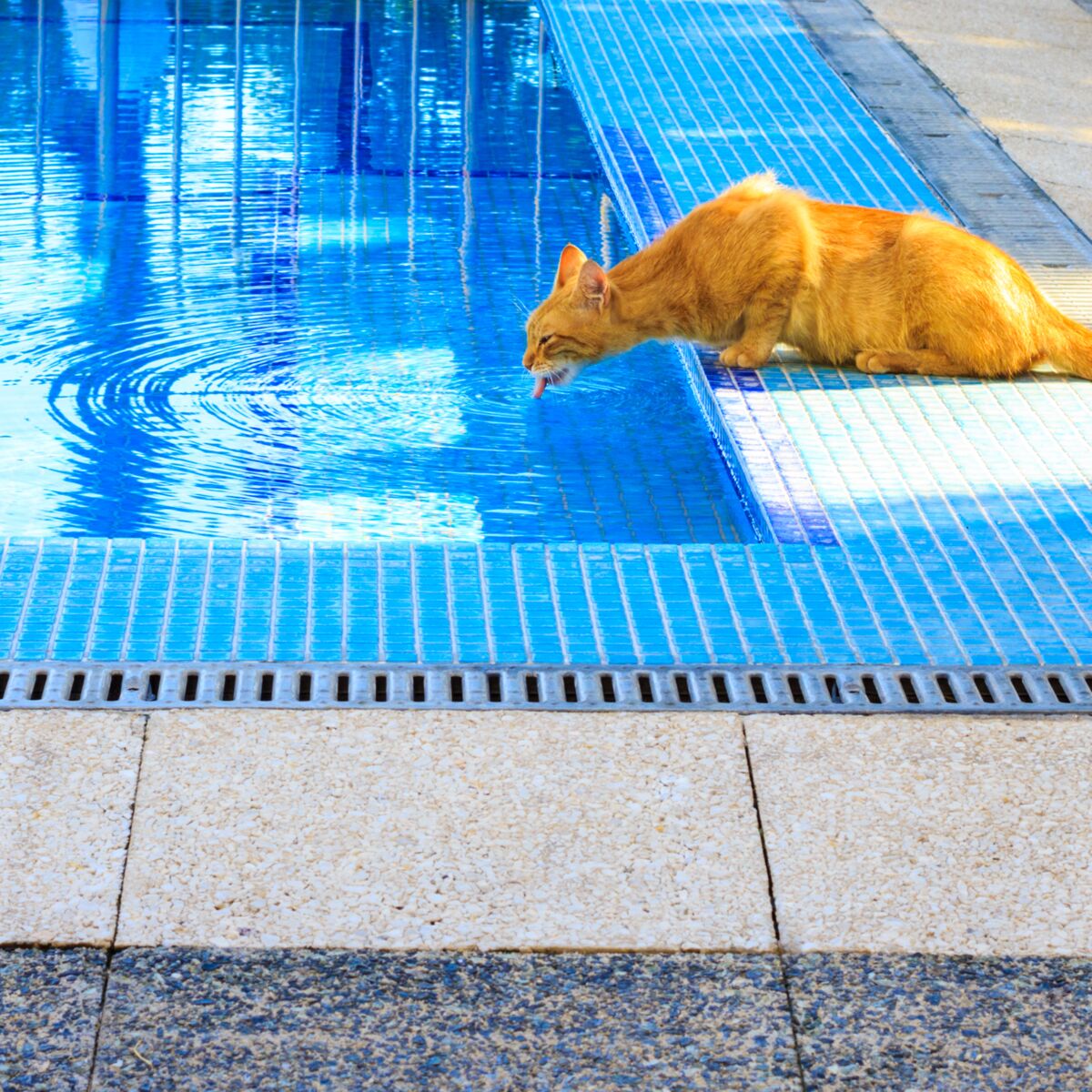 Mon chat boit leau de la piscine et des plantes, cest grave ? : Femme  Actuelle Le MAG