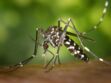 Chikungunya : transmission, symptômes, mortalité, traitements, vaccin