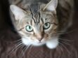 Maladie des griffes du chat (Bartonellose) : causes, symptômes traitements