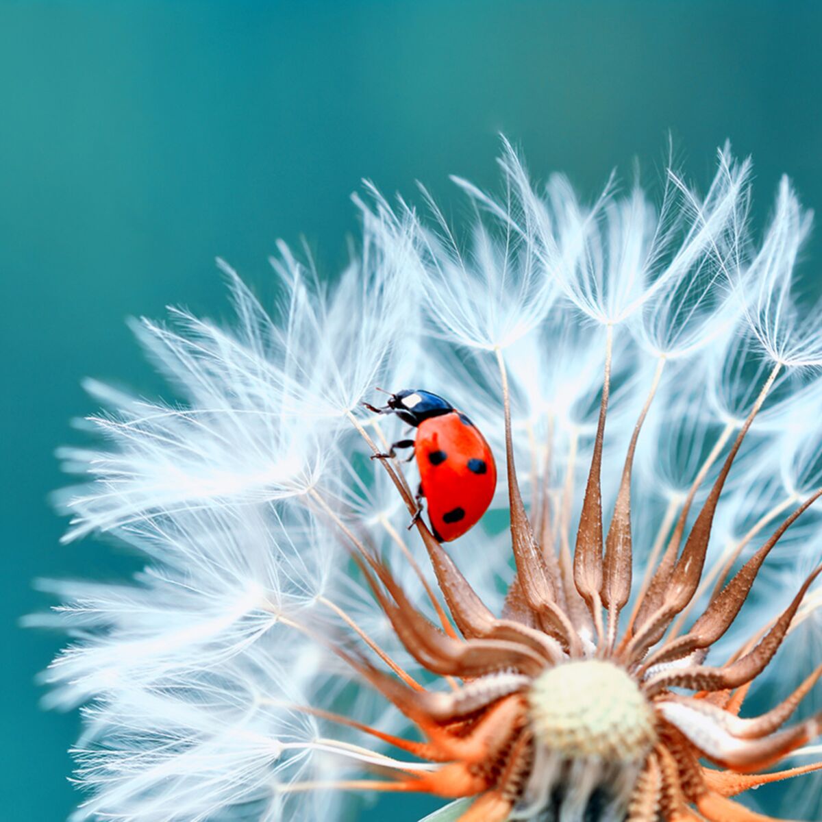 Les tranges pouvoirs de la coccinelle Femme Actuelle Le MAG